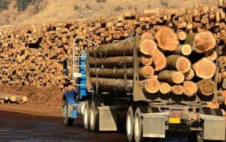 Кой стои зад поголовното изкупуване на дървесина в световен мащаб?
